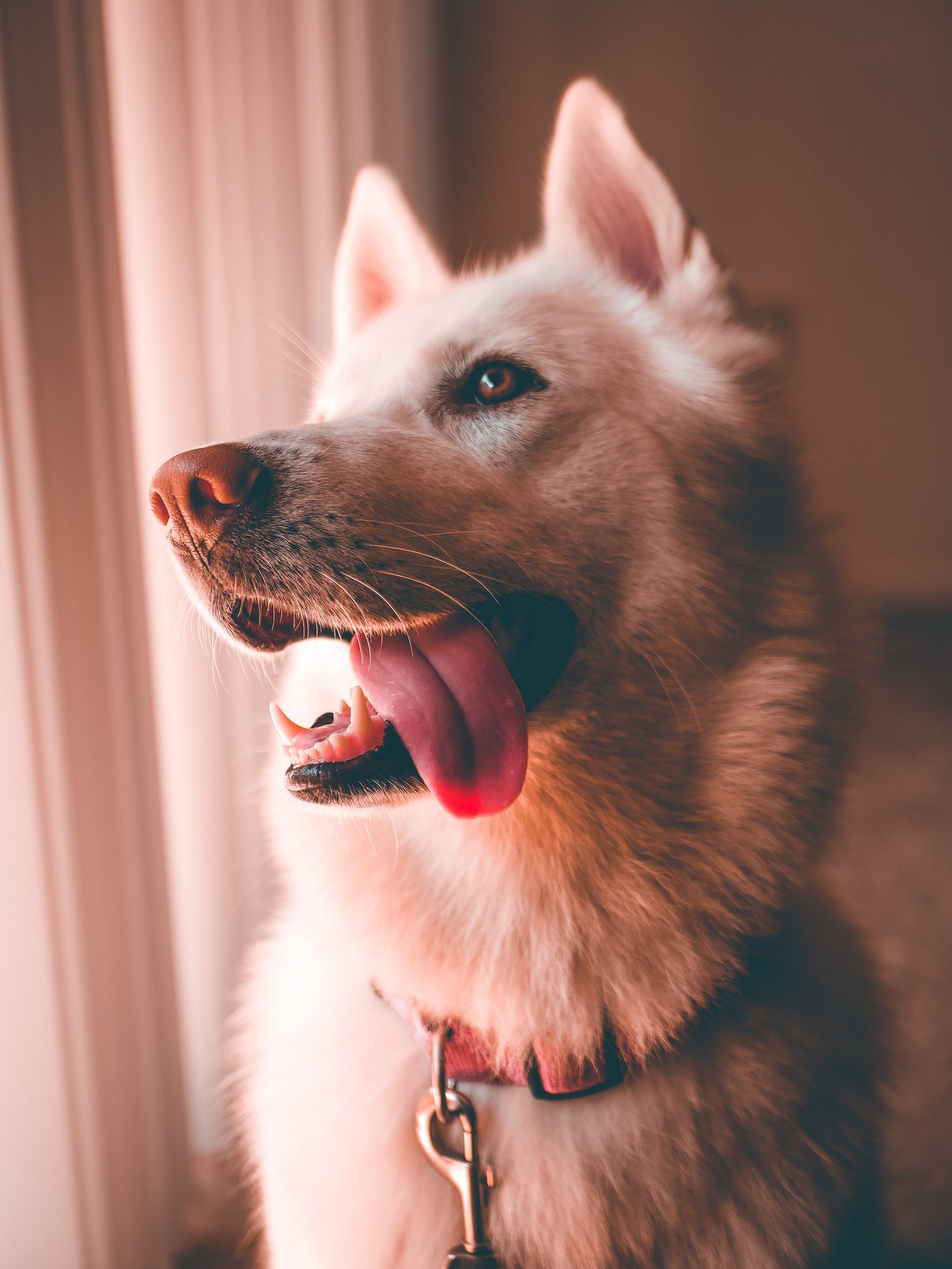 Los Mejores productos para cuidar a Tu Mascota